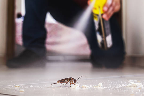 Best Wasp Removal Services  in Slocom, AL